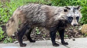 Exotic pets of all major brands including arcadia, exo terra, lucky reptile, microclimate. Raccoon Dog Regrettably And Avoidably Destroyed Says Wildlife Body Bbc News