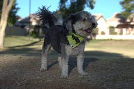 The veterinary industry is under pressure from large corporations who are systematically buying many of the veterinary hospitals throughout the united states. 1st Pet Veterinary Center 5404 E Southern Ave Y Mesa Az Veterinarians Mapquest