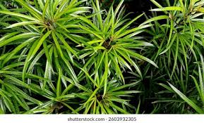 Image result for Podocarpaceae