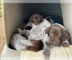Both sire and dam are our dogs! View Ad German Shorthaired Pointer Litter Of Puppies For Sale Near North Carolina Concord Usa Adn 218249