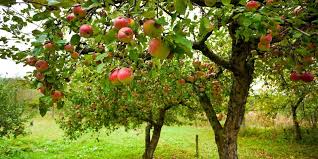 Check spelling or type a new query. Faq About Caring For Fruit Trees In Indiana Russell S Tree Care