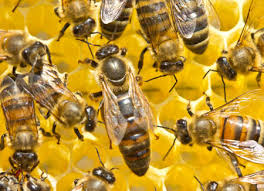See more of queen bee's art & cultural center on facebook. Queen Bee Stock Photos And Images 123rf