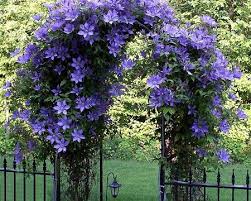 Check spelling or type a new query. Garden Support For Clematis We Decorate The Site With Our Own Hands Paulturner Mitchell Com