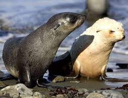 Albino Sea Otter Albino Animals Animals Albino