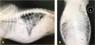 Covid pneumonia is significantly different from pneumonia caused by other causes, reports a new study. Pulmonary Papillary Adenocarcinoma With Aspergillus Versicolor Infection In A Dog Sciencedirect
