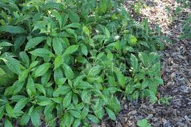 Image result for Psychotria moninensis