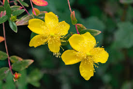 Image result for Hypericum humbertii