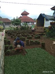 Rupa yang indah membuat harga rumput ini cukup tinggi. Rumput Taman Hias Rumput Gajah Mini Di Jember Jawa Timur Tahun 2021 Rumput Taman Malang
