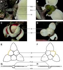Image result for Polyceratocarpus gossweileri