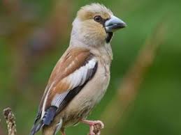 Animal Birds Insect Kingdom Reino Animal Aves E Insectos Panosundaki Pin