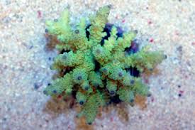 Image result for Acrotome tenuis