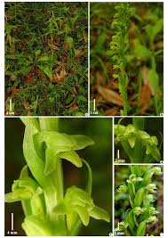 Image result for Habenaria hologlossa