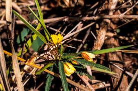 Image result for Trochomeria hookeri