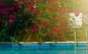 Quelles Plantes En Bord De Piscine Jardiner Malin