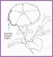 Art Thief Draw A Petunia Petunias Flower Drawing Watercolor Flowers Paintings