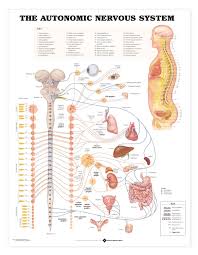 the autonomic nervous system anatomical chart poster laminated