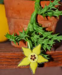 Image result for Orbea semota