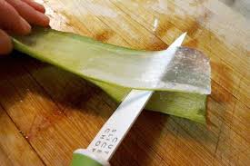 5 use a very sharp knife or a good pair of shears and try cutting the leaf stem as close as you can in this area because the blade is much thinner which will facilitate the task. How To Harvest And Freeze Aloe Vera Gel Learningherbs