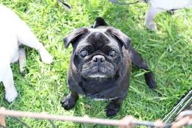Paws 'n' pups provides details like cost, personality, diet & training plus breeders & puppies for sale. Bluegrass Pug Rescue