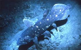 Latimeria chalumnae (comores) and latimeria menadoensis (north sulawesi). Scoop Of Saltwater Coelacanth Coelacanthiformes Living Fossil Rare Animals Fish Pet