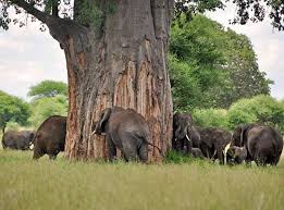 12 stunning photos: Tarangire National Park at its finest ...