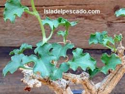 Image result for Corallocarpus schimperi