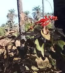 Image result for Erythrina madagascariensis