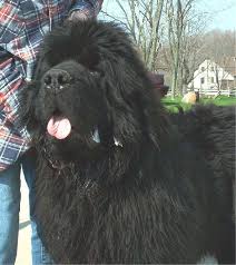 The giant, drooling newfoundland dog grows up to 176 lbs. Lighthouse Newfoundlands Newfoundland Breeder Grafton Ohio Newfoundland Dog Newfoundland Newfoundland Breed