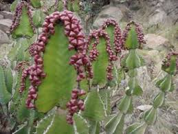 Image result for Euphorbia cooperi