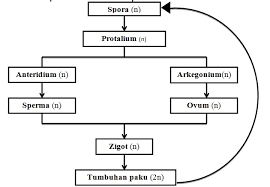 Maybe you would like to learn more about one of these? Kingdom Plantae Pengertian Ciri Ciri Klasifikasi Dan Contohnya