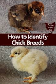 how to identify chick breeds