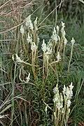 Image result for Syncolostemon bracteosus