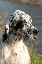 Owner, breeder, trainer of field bred english setters for bird hunting and field trials. English Setter Wikipedia