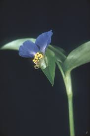 Image result for Commelina schweinfurthii