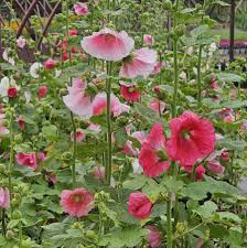 Image result for Alcea rosea