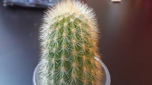 Peanut cactus prefers shallow containers and grows well in rock gardens and xeriscapes. Cactus Id Help Please Cylindrical Cactus