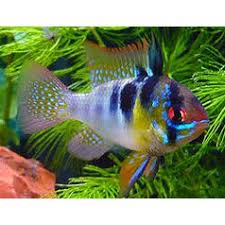 Jual beli ikan hias aquascape online terlengkap, aman & nyaman di tokopedia. Ikan Hias Air Tawar Ramirezi German Aquarium Aquascape Garansi Hidup Shopee Indonesia