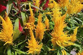 How To Grow Crazy Colorful Celosia Flowers Gardener S Path
