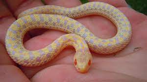 Garter Snake Forum Snake Garter Cute Snake