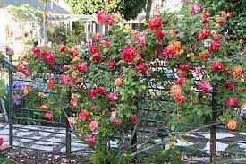 It S Blooming Tuesday Today Rose Fence Beautiful Flowers Garden Climbing Roses