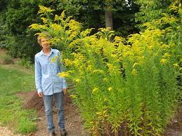 Goldenrod Piedmont Master Gardeners