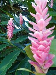 Alpinia Purpurata Pink Ginger Ginger Flower Pink Ginger Ginger Plant Flower