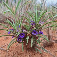 Image result for Crinum stuhlmannii