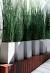 Deck Plants For Privacy