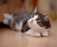 Your veterinary questions answered online in minutes. Sneezing Cats And Feline Herpes Info For Your Cat Owners