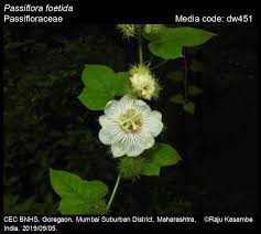Image result for Passifloraceae