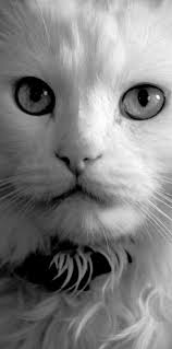 C ORNELL FELINE HEAL TH CENTER ANNU AL REPOR T 20 10