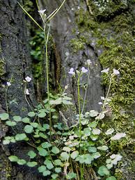 Image result for Cardamine obliqua