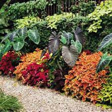 Maybe you would like to learn more about one of these? 10 Tropical Flower Beds Ideas Flower Beds Plants Outdoor Gardens