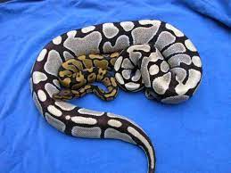 Desert Ghost Ball Python Pet Snake Snake Lovers Cute Snake